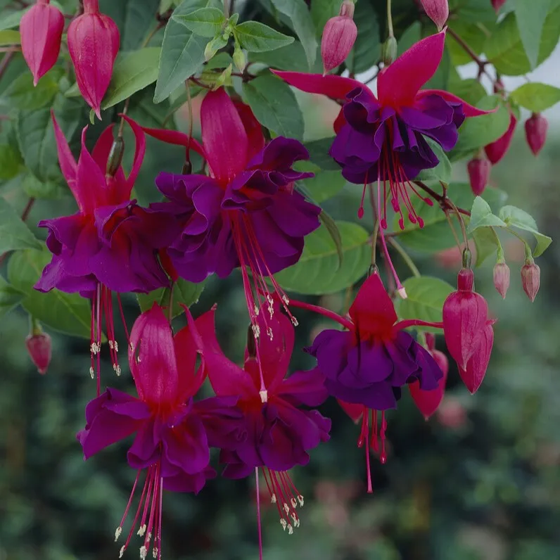 Hängfuchsia, Stickling 3-pack – Fuchsia Maori Maid