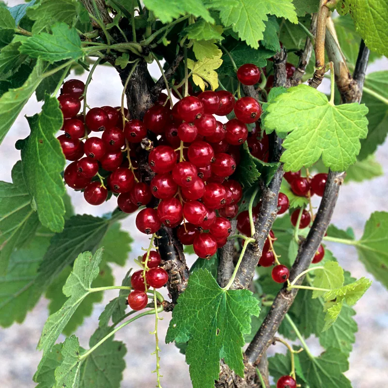 Röda Vinbär - Ribes rubrum Rondom (Storlek: busk C3,5)