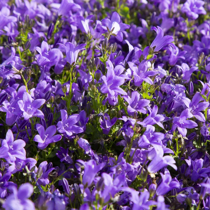Murklocka – Campanula portenschlagiana Catharina (Krukstorlek: 0,5-1L)