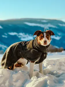 Non-stop Dogwear Wool Dog Jacket - Small Sizes Dark Teal