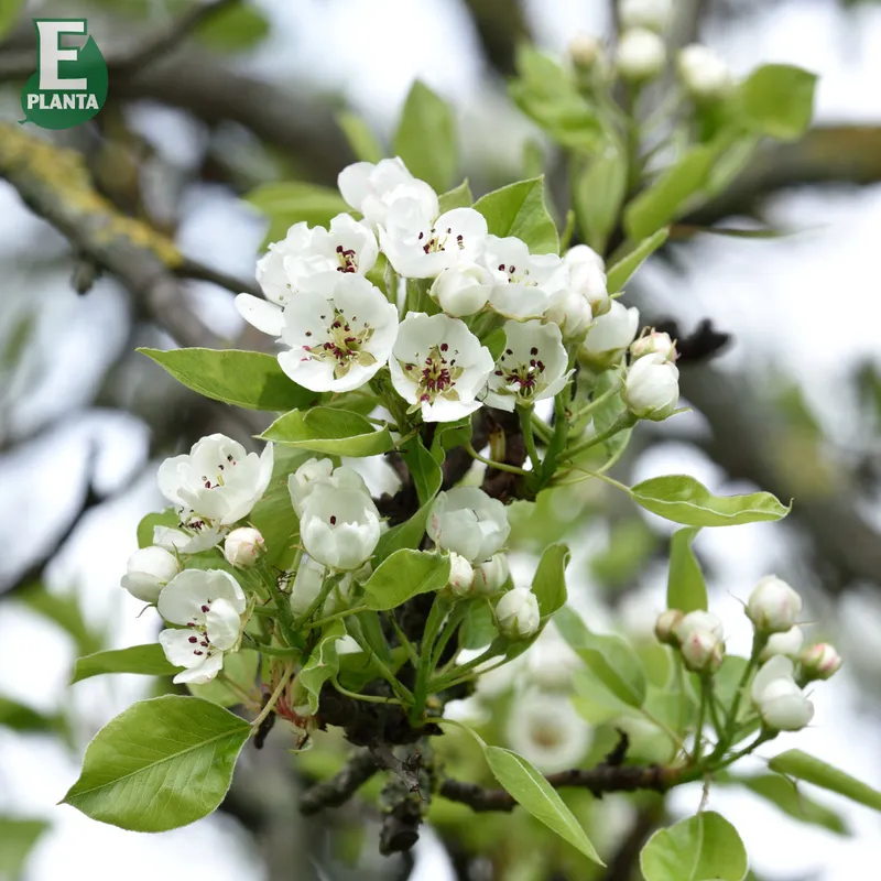 Päron - Pyrus communis Clapp´s Favourite E (Storlek: stam P. com 2 års co)