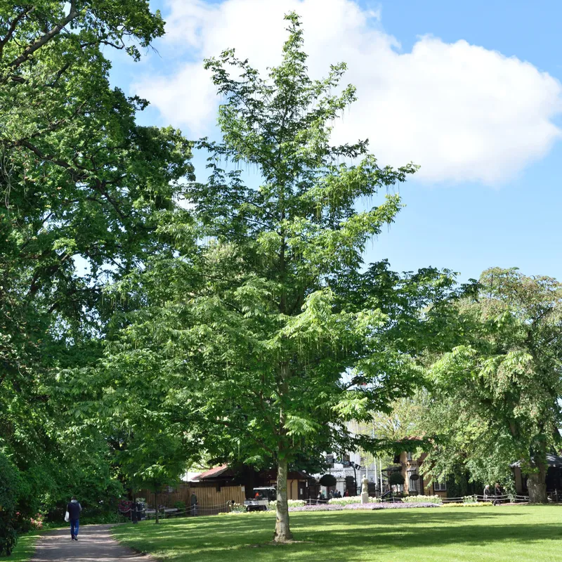 Kaukasisk Vingnöt - Pterocarya fraxinifolia fk Uppsala E (Storlek: utr 150-200 co)