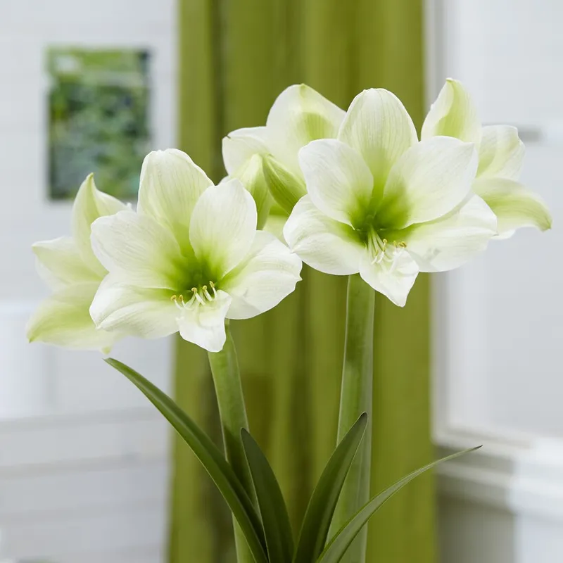 Amaryllis - Hippeastrum Siberia ®