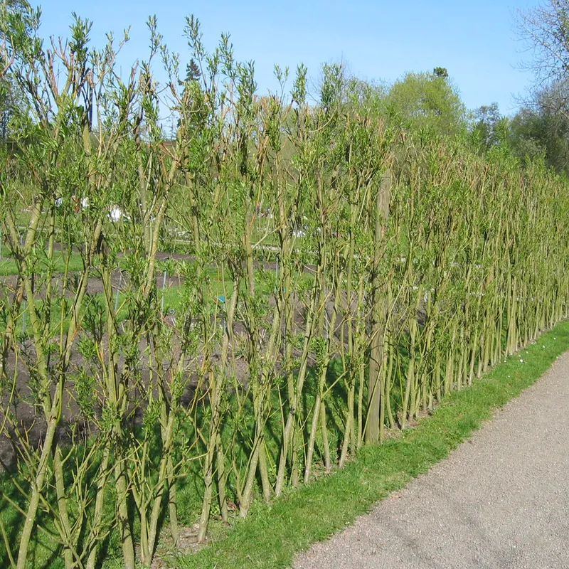 Korgvide 10-pack – Salix viminalis (Storlek: 65-100 barrot)