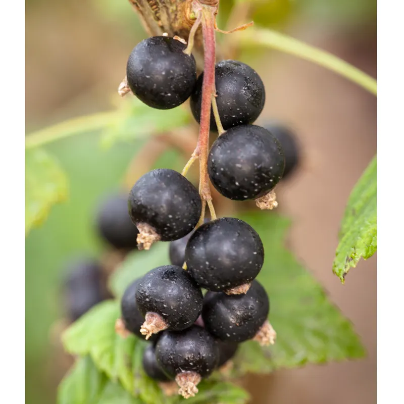 Svarta Vinbär - Ribes nigrum Öjebyn E (Storlek: C5)