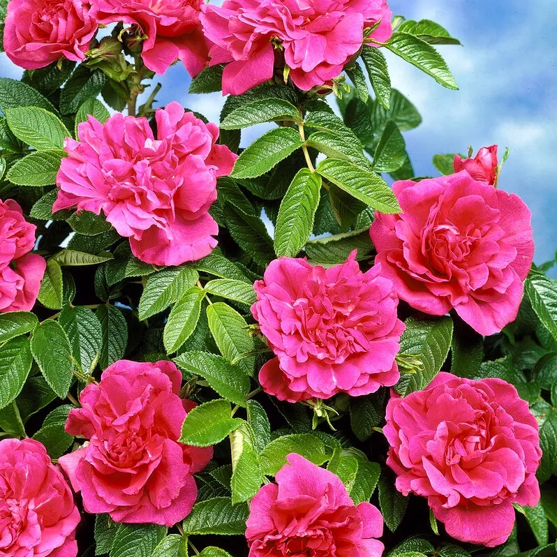 Buskros 10-pack - Rosa (Rug) ’Hansa’ Rotäkta (Storlek: 30-50 barrot)
