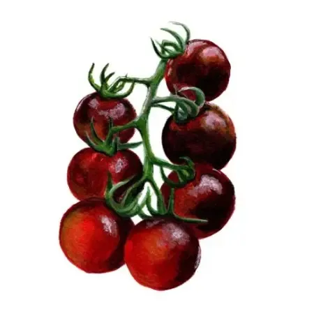 Körsbärstomat Fahrenheit Blues – Solanum lycopersicum Fahrenheit Blues
