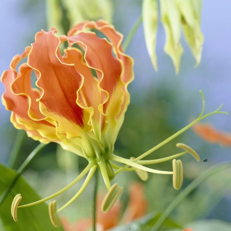 Gloriosa superba 1st - Gloriosa superba