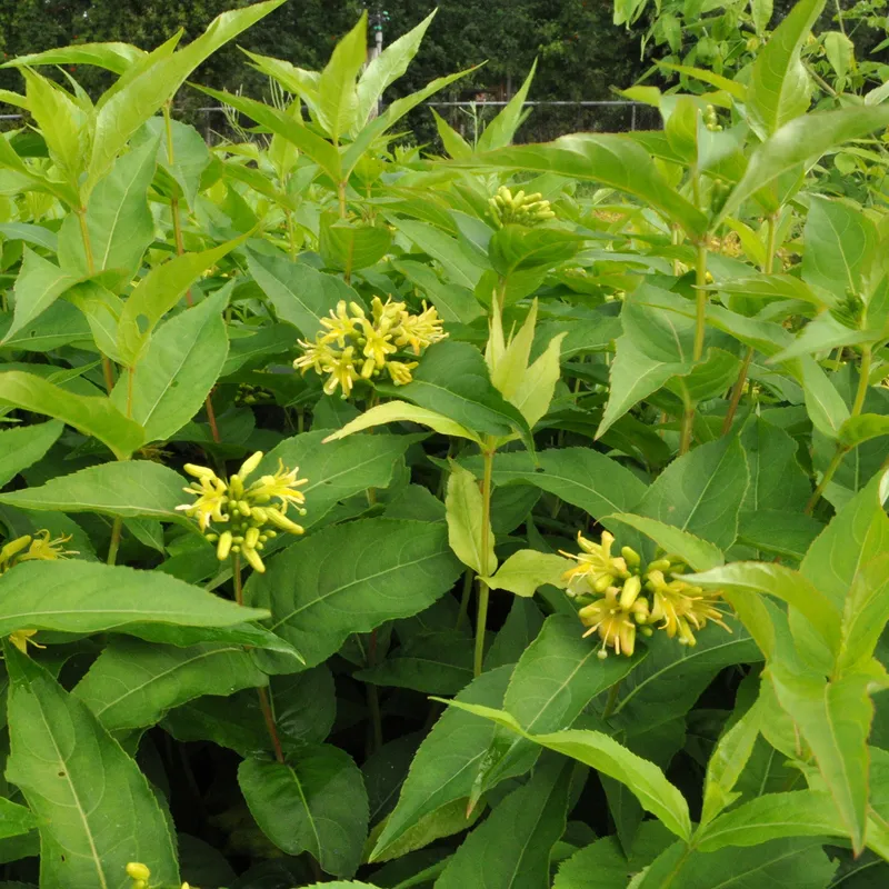 Getris – Diervilla lonicera Dilon (Storlek: busk C3,5)