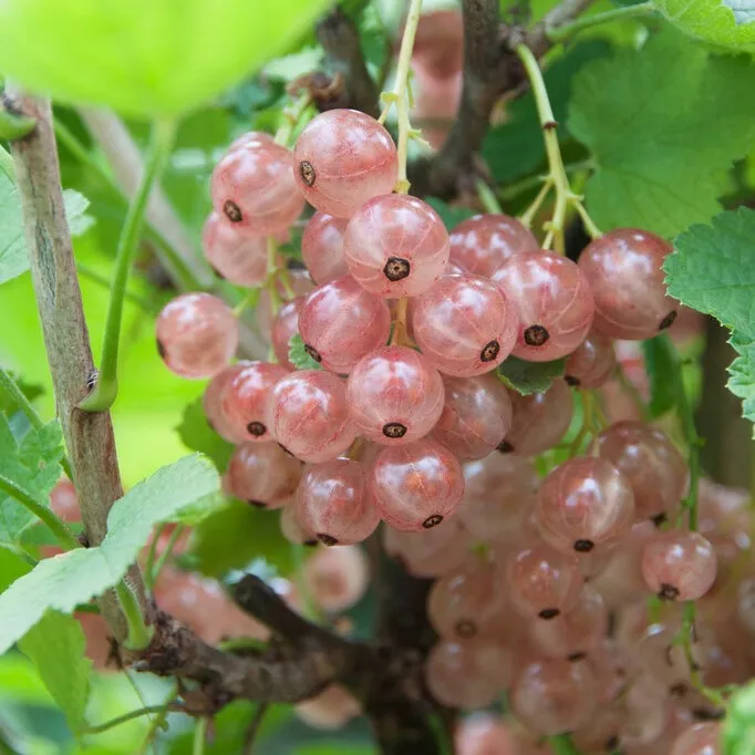 Rosa Vinbär – Ribes rubrum Pink Champagne (Storlek: busk C3,5)