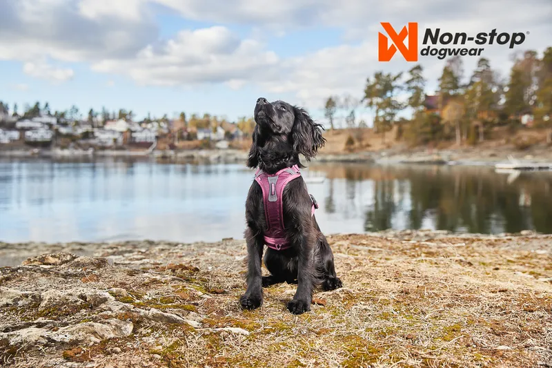 Ramble Hundsele Lila XL