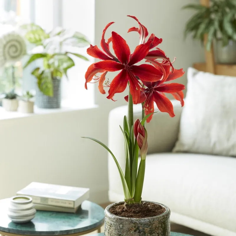 Amaryllis - Hippeastrum Red Amazone ®