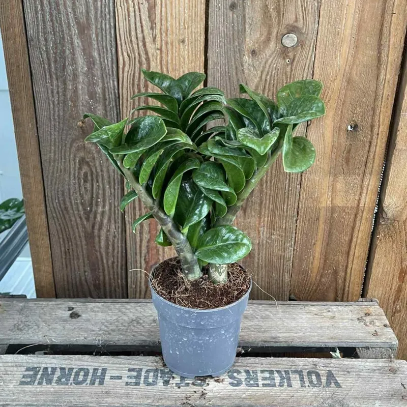 Garderobsblomma - Zamioculcas zamiifolia Zenzi (Krukstorlek: 9cm)