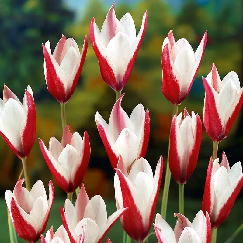 Italiensk Tulpan 10st – Tulipa clusiana