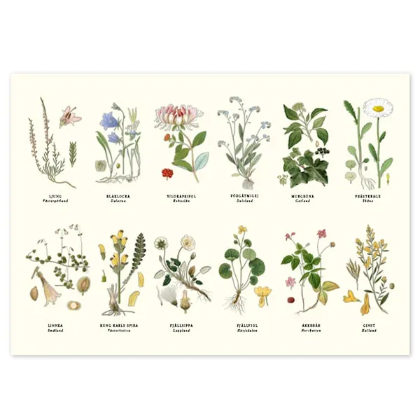 Bordstablett Landskapsblommor 2-sidig 42×30 cm Gullers