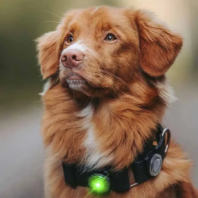 Orbiloc Säkerhetslampa till hund