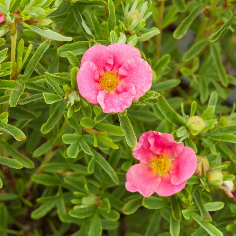Ölandstok – Dasiphora fruticosa Bellissima ® (Storlek: busk C3,5)