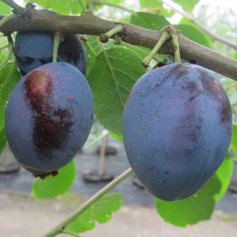Sviskon – Prunus domestica Experimentalfältets Sviskon E (Storlek: stam P. cer 2 års co)