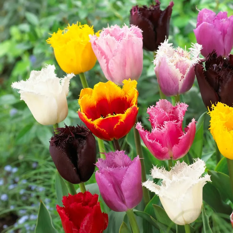 Franstulpan Mix 10st – Tulipa gesneriana