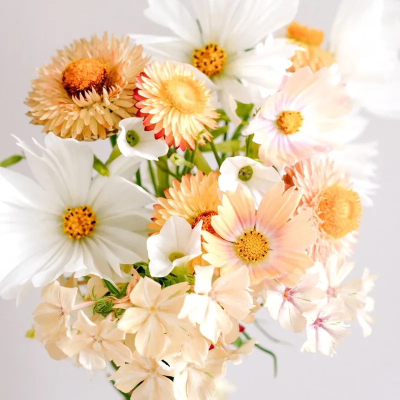 Fröbox Wild Bouqets Soft Apricot Collection