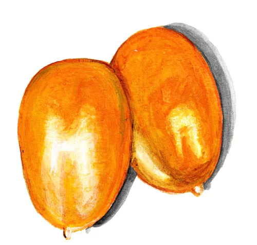 Plommontomat Tjuchloma Gul – Solanum lycopersicum Tjuchloma Gul