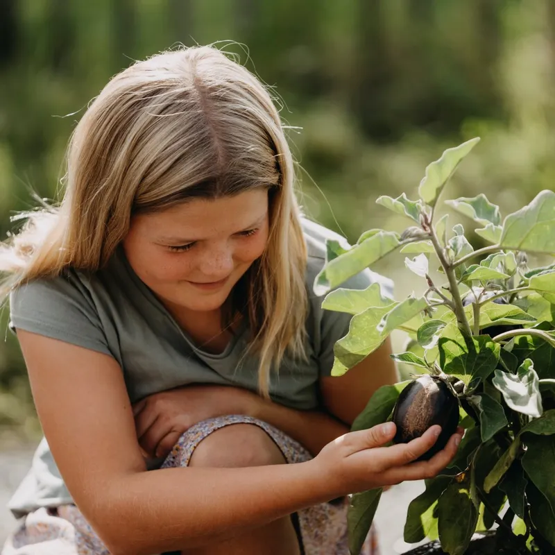 Aubergin Moneymaker Nr.2 F1 – Solanum melongena Moneymaker Nr.2 F1
